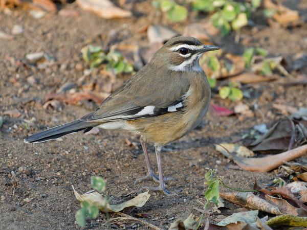 <h3><a href="/trips/safari/biota/animalia/chordata/aves/040 passeriformes/108 muscicapidae/erythropygia quadrivirgata/erythropygia quadrivirgata-nl.html">Erythropygia&nbsp;quadrivirgata</a> / Bearded&nbsp;scrub&nbsp;robin / Streepkopwaaierstaart</h3>OM-1 Mark II met OLYMPUS M.150-400mm F4.5, 1/2000 sec  bij F4.5, ISO 3200, afstand 7.05&nbsp;m